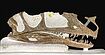 Details zu Urgro�onkel von Tyrannosaurus rex im Museumsarchiv entdeckt